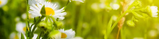 Discovering Powerful Street Herbs for Natural Healing
